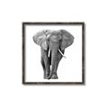 Picture of Elephant Black and White _GroupedProduct_Square_Mini_ _GroupedProduct_Square_Canvas_Framed_