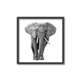 Picture of Elephant Black and White _GroupedProduct_Square_Mini_ _GroupedProduct_Square_Canvas_Framed_