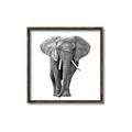 Picture of Elephant Black and White _GroupedProduct_Square_Mini_ _GroupedProduct_Square_Canvas_Framed_