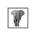 Picture of Elephant Black and White _GroupedProduct_Square_Mini_ _GroupedProduct_Square_Canvas_Framed_
