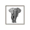 Picture of Elephant Black and White _GroupedProduct_Square_Mini_ _GroupedProduct_Square_Canvas_Framed_