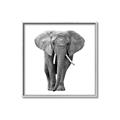 Picture of Elephant Black and White _GroupedProduct_Square_Mini_ _GroupedProduct_Square_Canvas_Framed_
