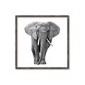 Picture of Elephant Black and White _GroupedProduct_Square_Mini_ _GroupedProduct_Square_Canvas_Framed_