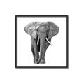 Picture of Elephant Black and White _GroupedProduct_Square_Mini_ _GroupedProduct_Square_Canvas_Framed_