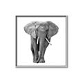 Picture of Elephant Black and White _GroupedProduct_Square_Mini_ _GroupedProduct_Square_Canvas_Framed_