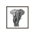 Picture of Elephant Black and White _GroupedProduct_Square_Mini_ _GroupedProduct_Square_Canvas_Framed_