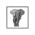 Picture of Elephant Black and White _GroupedProduct_Square_Mini_ _GroupedProduct_Square_Canvas_Framed_