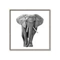 Picture of Elephant Black and White _GroupedProduct_Square_Mini_ _GroupedProduct_Square_Canvas_Framed_