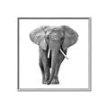 Picture of Elephant Black and White _GroupedProduct_Square_Mini_ _GroupedProduct_Square_Canvas_Framed_