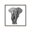 Picture of Elephant Black and White _GroupedProduct_Square_Mini_ _GroupedProduct_Square_Canvas_Framed_