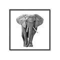 Picture of Elephant Black and White _GroupedProduct_Square_Mini_ _GroupedProduct_Square_Canvas_Framed_