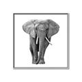 Picture of Elephant Black and White _GroupedProduct_Square_Mini_ _GroupedProduct_Square_Canvas_Framed_