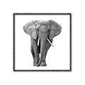 Picture of Elephant Black and White _GroupedProduct_Square_Mini_ _GroupedProduct_Square_Canvas_Framed_