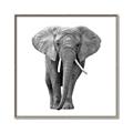 Picture of Elephant Black and White _GroupedProduct_Square_Mini_ _GroupedProduct_Square_Canvas_Framed_