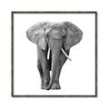 Picture of Elephant Black and White _GroupedProduct_Square_Mini_ _GroupedProduct_Square_Canvas_Framed_