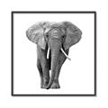 Picture of Elephant Black and White _GroupedProduct_Square_Mini_ _GroupedProduct_Square_Canvas_Framed_