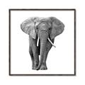 Picture of Elephant Black and White _GroupedProduct_Square_Mini_ _GroupedProduct_Square_Canvas_Framed_