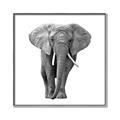 Picture of Elephant Black and White _GroupedProduct_Square_Mini_ _GroupedProduct_Square_Canvas_Framed_