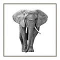 Picture of Elephant Black and White _GroupedProduct_Square_Mini_ _GroupedProduct_Square_Canvas_Framed_