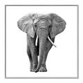 Picture of Elephant Black and White _GroupedProduct_Square_Mini_ _GroupedProduct_Square_Canvas_Framed_