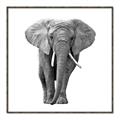 Picture of Elephant Black and White _GroupedProduct_Square_Mini_ _GroupedProduct_Square_Canvas_Framed_