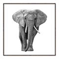 Picture of Elephant Black and White _GroupedProduct_Square_Mini_ _GroupedProduct_Square_Canvas_Framed_