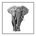 Picture of Elephant Black and White _GroupedProduct_Square_Mini_ _GroupedProduct_Square_Canvas_Framed_