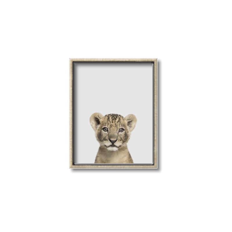 Picture of Baby Lion _GroupedProduct_Rectangle_Portrait_Mini_ _GroupedProduct_Rectangle_Portrait_Canvas_Framed_