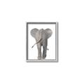 Picture of Behind Elephant _GroupedProduct_Rectangle_Portrait_Mini_ _GroupedProduct_Rectangle_Portrait_Canvas_Framed_