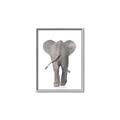 Picture of Behind Elephant _GroupedProduct_Rectangle_Portrait_Mini_ _GroupedProduct_Rectangle_Portrait_Canvas_Framed_