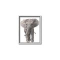 Picture of In Front Elephant _GroupedProduct_Rectangle_Portrait_Mini_ _GroupedProduct_Rectangle_Portrait_Canvas_Framed_