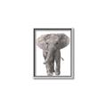 Picture of In Front Elephant _GroupedProduct_Rectangle_Portrait_Mini_ _GroupedProduct_Rectangle_Portrait_Canvas_Framed_