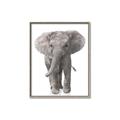 Picture of In Front Elephant _GroupedProduct_Rectangle_Portrait_Mini_ _GroupedProduct_Rectangle_Portrait_Canvas_Framed_