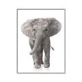 Picture of In Front Elephant _GroupedProduct_Rectangle_Portrait_Mini_ _GroupedProduct_Rectangle_Portrait_Canvas_Framed_