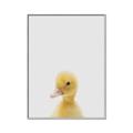 Picture of Baby Duck  _GroupedProduct_Rectangle_Portrait_Mini_ _GroupedProduct_Rectangle_Portrait_Canvas_Framed_