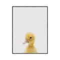 Picture of Baby Duck  _GroupedProduct_Rectangle_Portrait_Mini_ _GroupedProduct_Rectangle_Portrait_Canvas_Framed_
