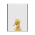 Picture of Baby Duck  _GroupedProduct_Rectangle_Portrait_Mini_ _GroupedProduct_Rectangle_Portrait_Canvas_Framed_