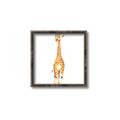 Picture of Standing Tall Giraffe _GroupedProduct_Square_Mini_ _GroupedProduct_Square_Canvas_Framed_