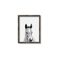 Picture of Cute Little Foal  _GroupedProduct_Rectangle_Portrait_Mini_ _GroupedProduct_Rectangle_Portrait_Canvas_Framed_