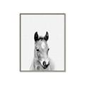 Picture of Cute Little Foal  _GroupedProduct_Rectangle_Portrait_Mini_ _GroupedProduct_Rectangle_Portrait_Canvas_Framed_