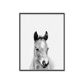 Picture of Cute Little Foal  _GroupedProduct_Rectangle_Portrait_Mini_ _GroupedProduct_Rectangle_Portrait_Canvas_Framed_