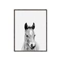 Picture of Cute Little Foal  _GroupedProduct_Rectangle_Portrait_Mini_ _GroupedProduct_Rectangle_Portrait_Canvas_Framed_