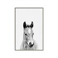 Picture of Cute Little Foal  _GroupedProduct_Rectangle_Portrait_Mini_ _GroupedProduct_Rectangle_Portrait_Canvas_Framed_
