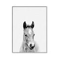 Picture of Cute Little Foal  _GroupedProduct_Rectangle_Portrait_Mini_ _GroupedProduct_Rectangle_Portrait_Canvas_Framed_