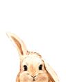 Picture of Pop up bunny _GroupedProduct_Rectangle_Portrait_Mini_ _GroupedProduct_Rectangle_Portrait_Unframed_Print_Only_
