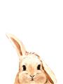 Picture of Pop up bunny _GroupedProduct_Rectangle_Portrait_Mini_ _GroupedProduct_Rectangle_Portrait_Unframed_Print_Only_