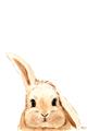 Picture of Pop up bunny _GroupedProduct_Rectangle_Portrait_Mini_ _GroupedProduct_Rectangle_Portrait_Unframed_Print_Only_