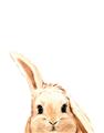 Picture of Pop up bunny _GroupedProduct_Rectangle_Portrait_Mini_ _GroupedProduct_Rectangle_Portrait_Unframed_Print_Only_