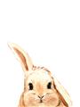 Picture of Pop up bunny _GroupedProduct_Rectangle_Portrait_Mini_ _GroupedProduct_Rectangle_Portrait_Unframed_Print_Only_
