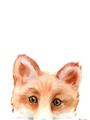 Picture of Pop up Fox _GroupedProduct_Rectangle_Portrait_Mini_ _GroupedProduct_Rectangle_Portrait_Unframed_Print_Only_
